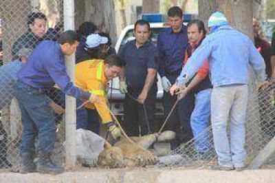 Inician sumario y aseguran que podr�an cesantear al culpable