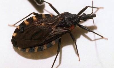 En Mendoza hay cerca de 700 personas con el Mal de Chagas