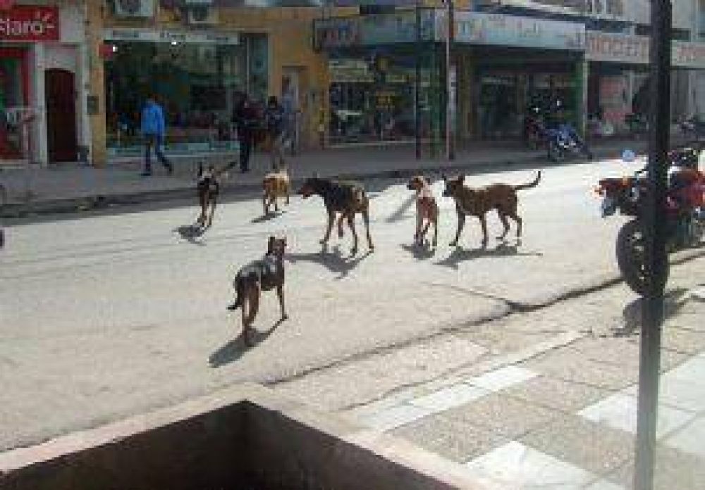 Genera malestar la cantidad de perros callejeros en la ciudad