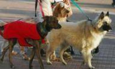 Proponen multas en La Plata a quienes no junten los excrementos de las mascotas
