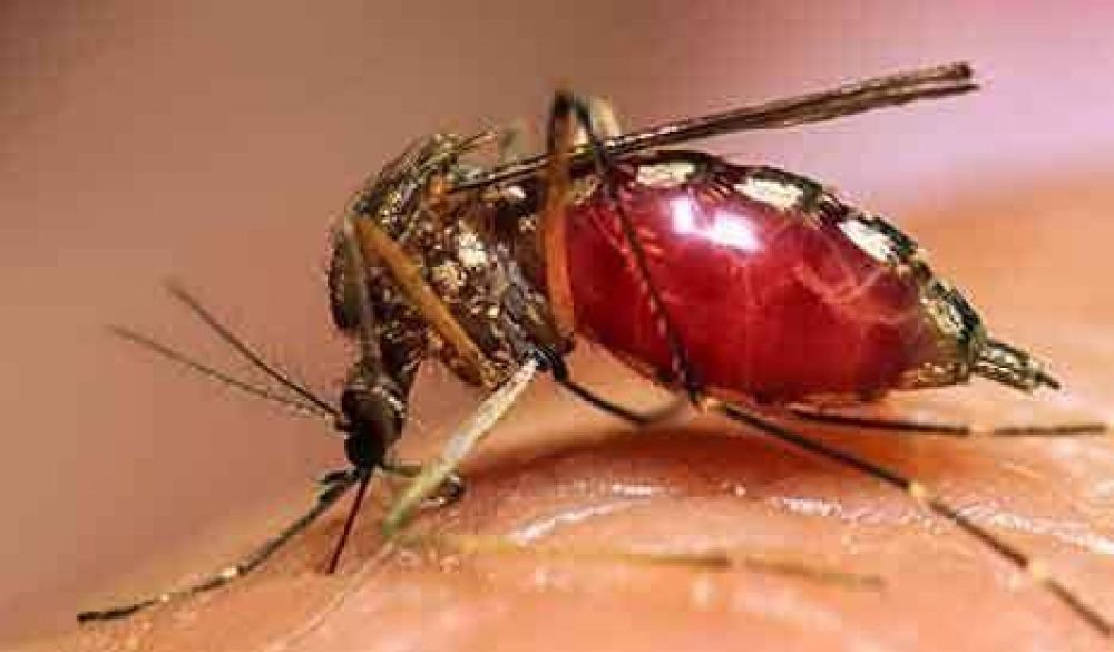 Ante la presencia del mosquito, previenen para combatir el dengue 