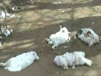 DESOLDADOR PANORAMA EN EL AGROTECNICO. PERROS CAUSARON LA MUERTE DE ANIMALES DE LA GRANJA