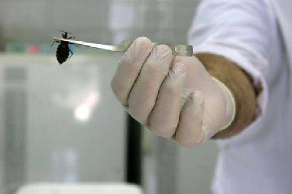 Misiones, entre las nueve provincias reconocidas por sus avances en prevenci�n y control de Chagas