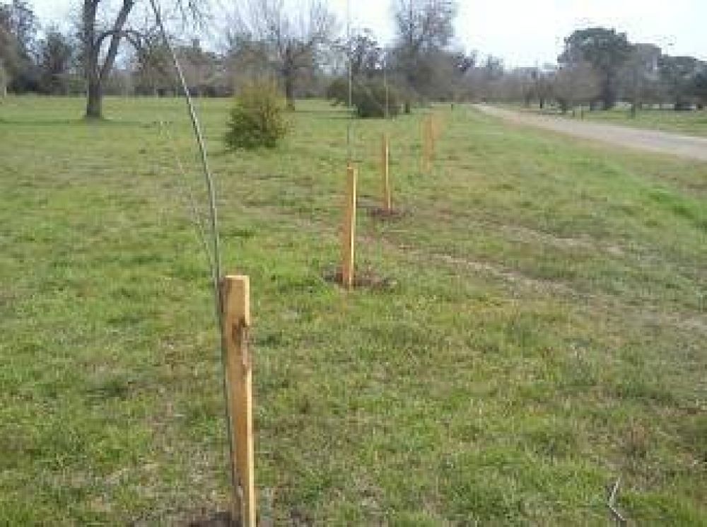 Avanza el Programa de Forestaci�n en el Parque Pereyra Iraola
