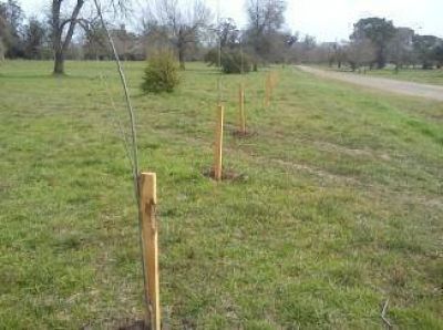 Avanza el Programa de Forestaci�n en el Parque Pereyra Iraola