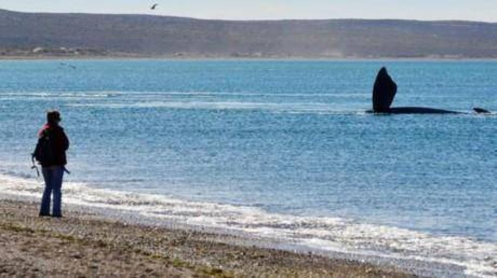 El show de las ballenas cautiv� a los turistas