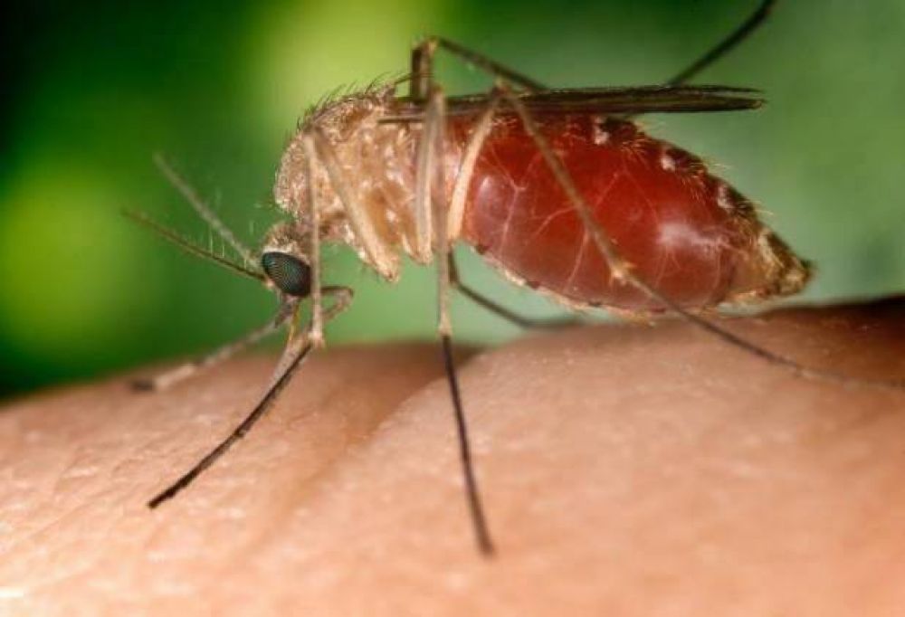 Notoria presencia de mosquitos: �No son de inter�s sanitario y no hay circulaci�n de virus�