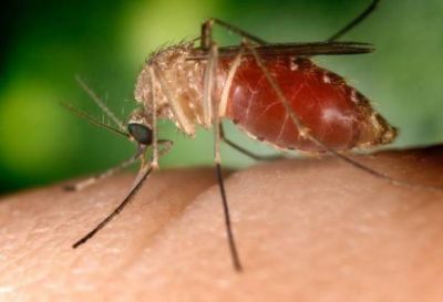 Notoria presencia de mosquitos: �No son de inter�s sanitario y no hay circulaci�n de virus�
