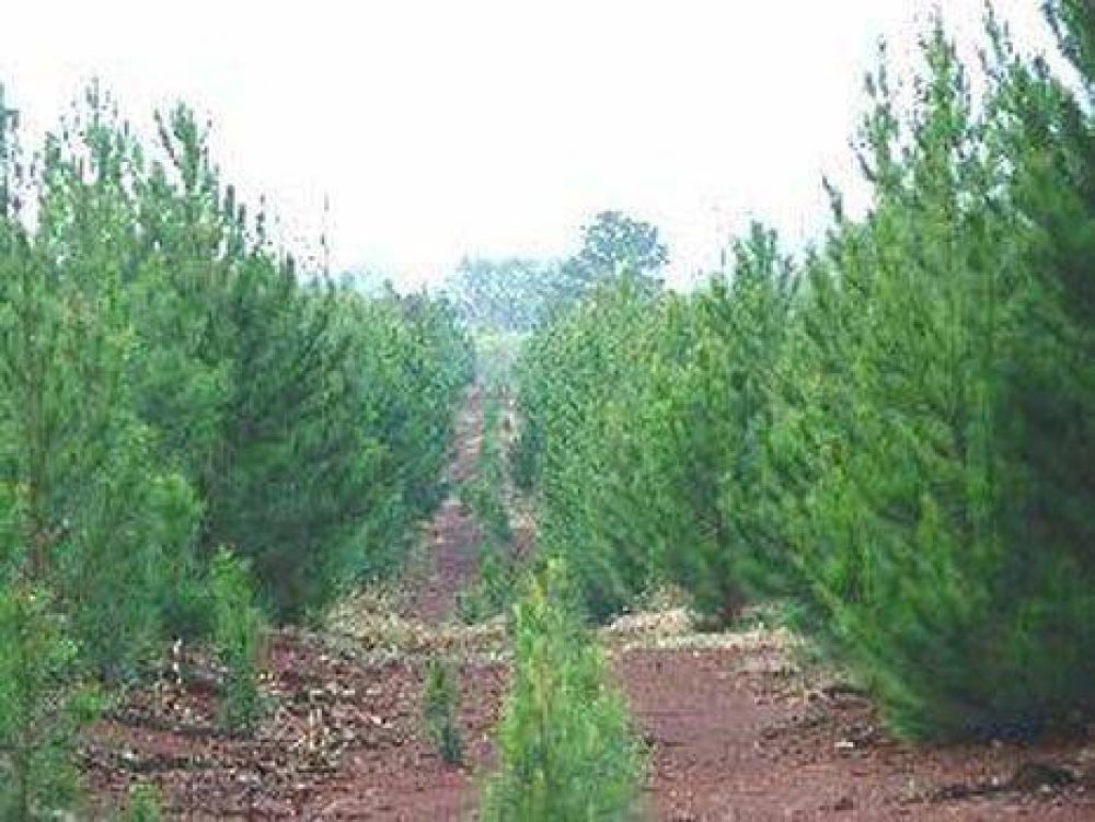 Cerca de tres millones 400 mil pesos para 97 forestadores