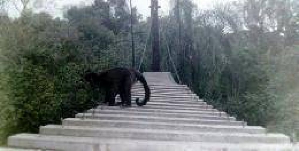 La fauna utiliza el puente a�reo en el Parque Nacional Iguaz�