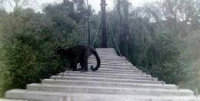 La fauna utiliza el puente a�reo en el Parque Nacional Iguaz�