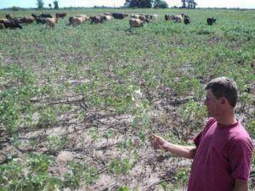 Las lluvias y la apuesta al campo
