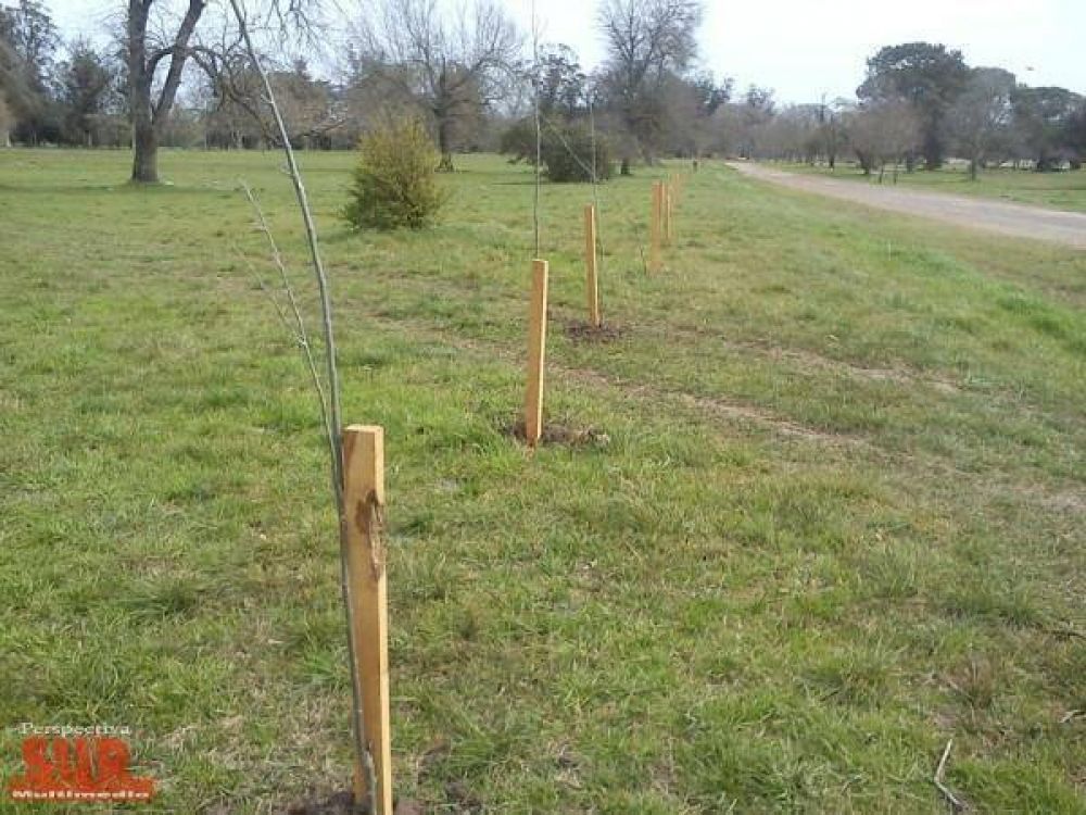 Avanza el Programa de Forestaci�n en el Parque Pereyra Iraola