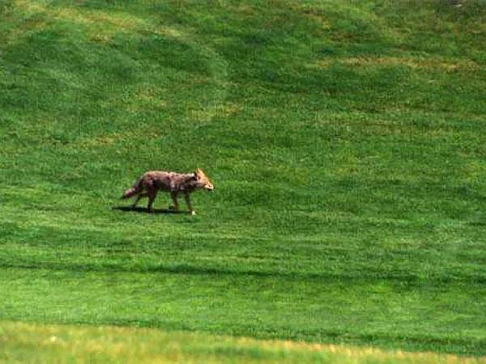 Coyotes, enemigos del abierto de golf de Canad�