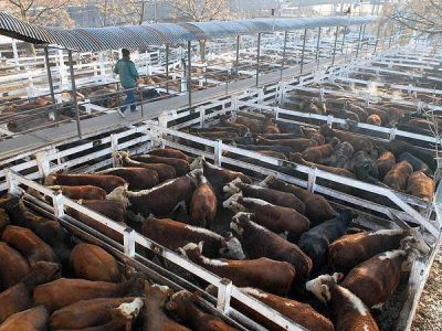 Cient�ficos lograr�an que las vacas den leche descremada