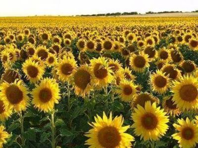  En el departamento Comandante Fern�ndez se sembrar�an unas 40 mil hect�reas de girasol