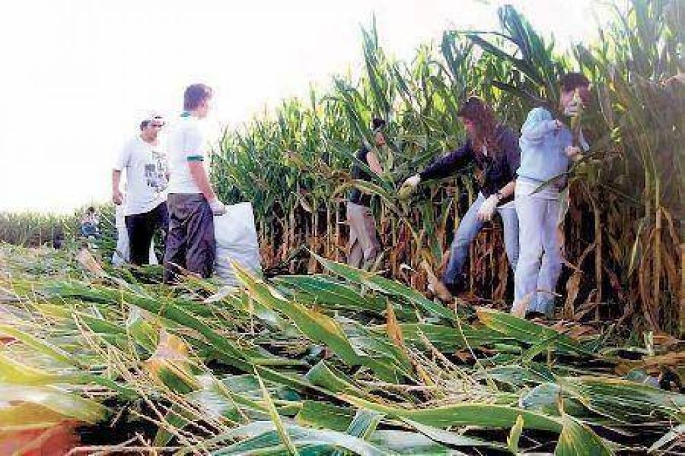 Laboulaye aporta 54 mil platos de comida con la chocleada 