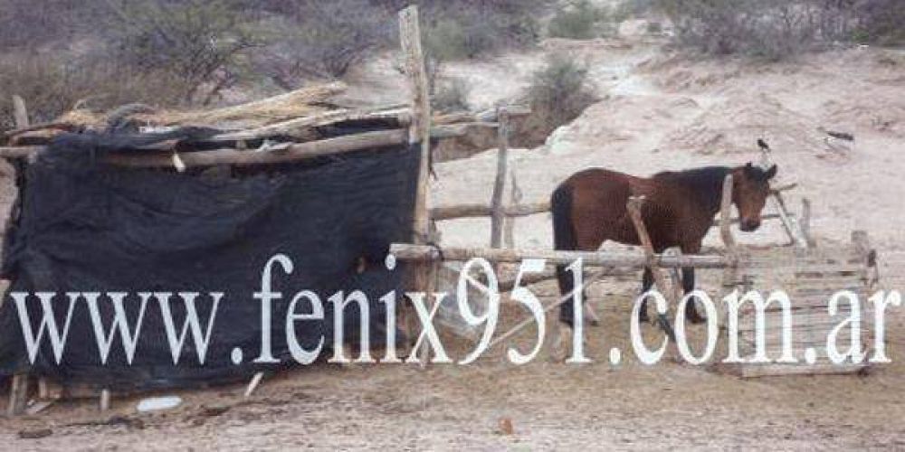 Conmoci�n por la muerte de un chico pateado por un caballo