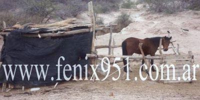 Conmoci�n por la muerte de un chico pateado por un caballo