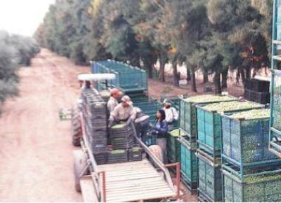 Est�n disponibles los cr�ditos para el sector oliv�cola riojano
