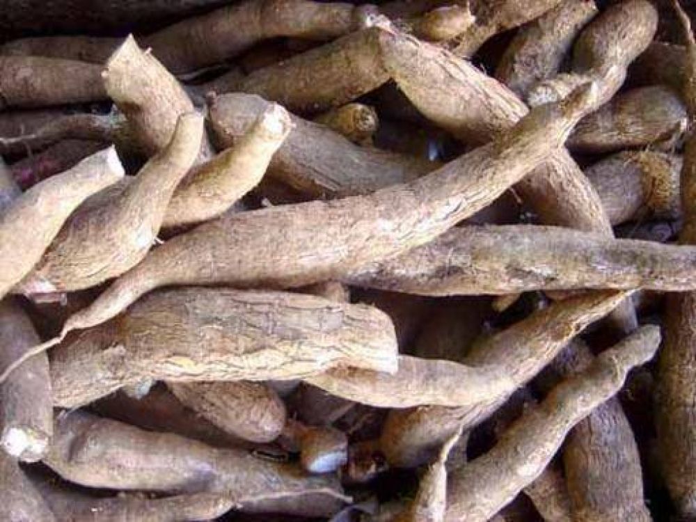 La mandioca se consolida como alternativa productiva en Misiones