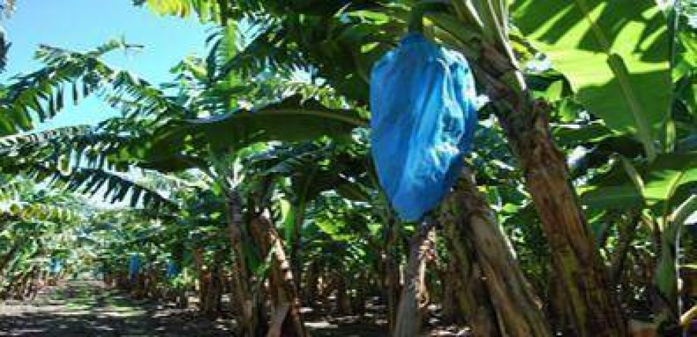 Iniciativa para impulsar la producci�n de frutas tropicales en el norte argentino