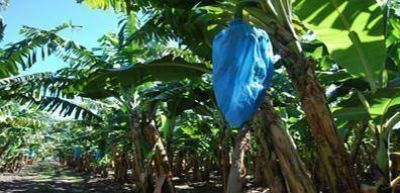 Iniciativa para impulsar la producci�n de frutas tropicales en el norte argentino