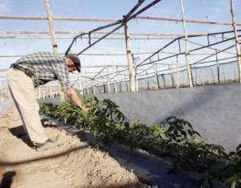 Hortalizas: el tomate es el �nico que suma hect�reas