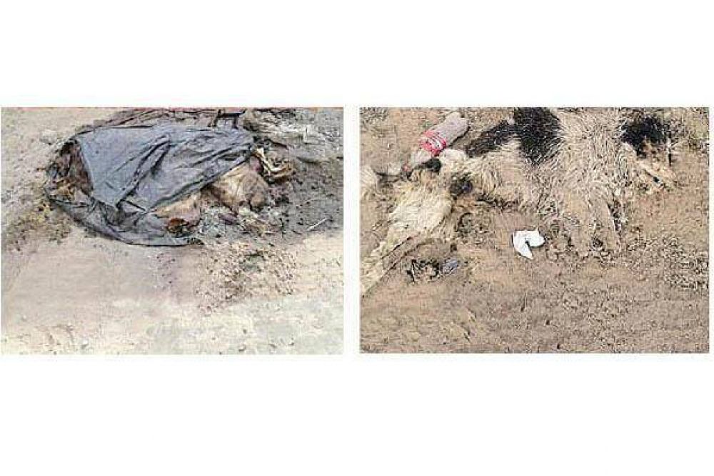 Denuncian matanza de perros callejeros en Las Termas