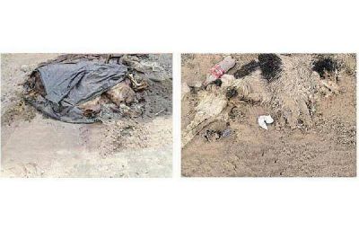 Denuncian matanza de perros callejeros en Las Termas