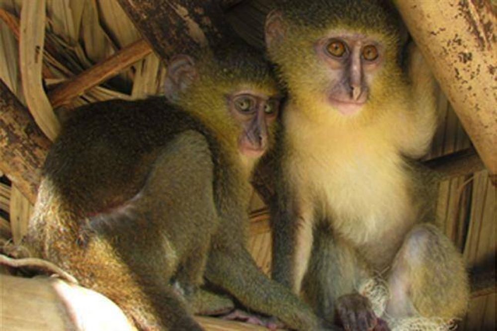 Identifican una nueva especie de mono africano: el Lesula
