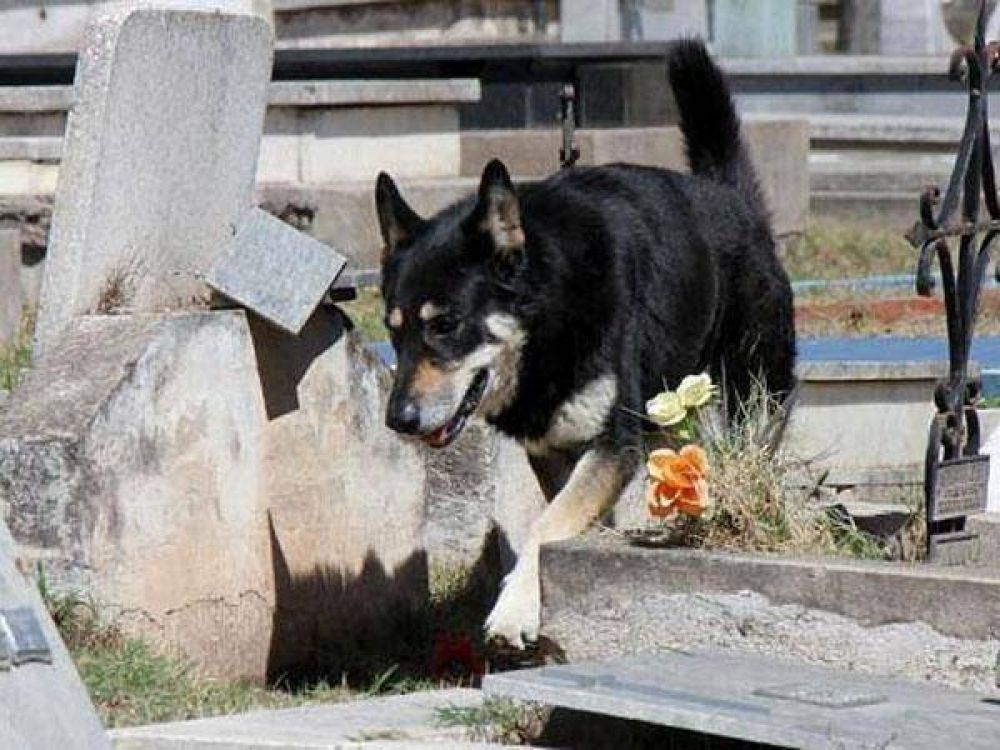 Perro vive junto a su due�o, en el cementerio