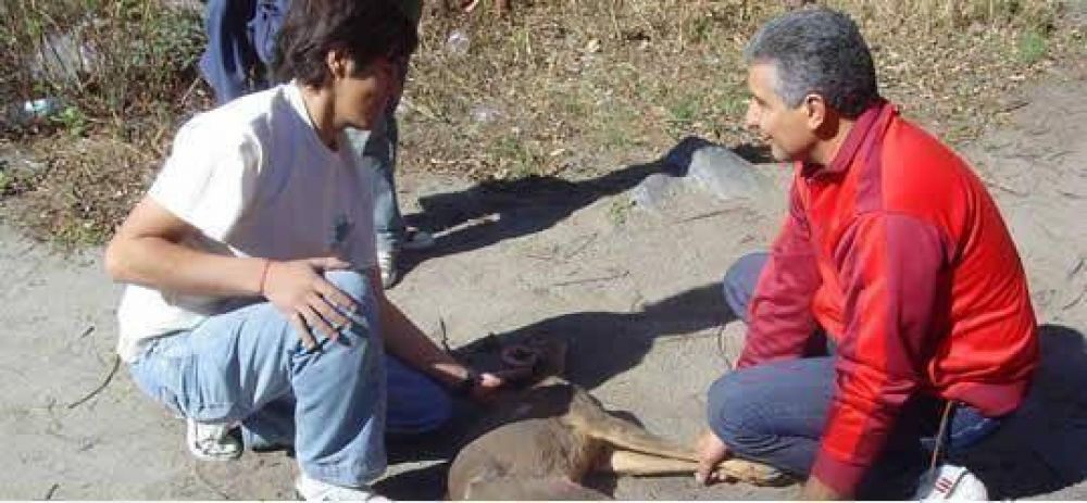 Ambiente liber� una corzuela parda