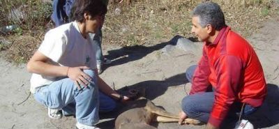 Ambiente liber� una corzuela parda
