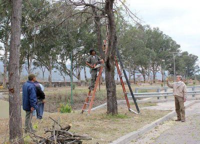  Palpitando la Fiesta Nacional de los Estudiantes: poda y despeje en la Plaza de los Carroceros