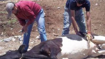 Campa�as de vacunaci�n