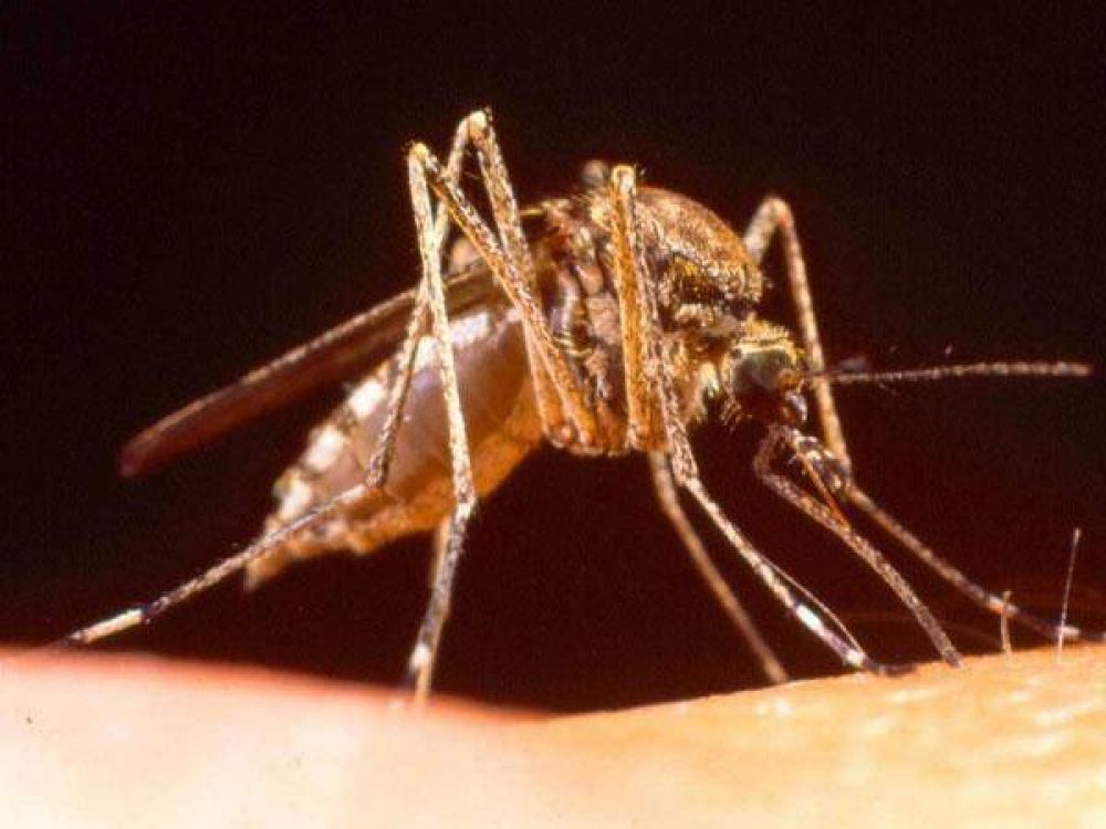 Con el calor creci� la presencia de mosquitos