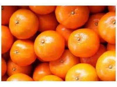 Exportar�n mandarinas entrerrianas a Filipinas