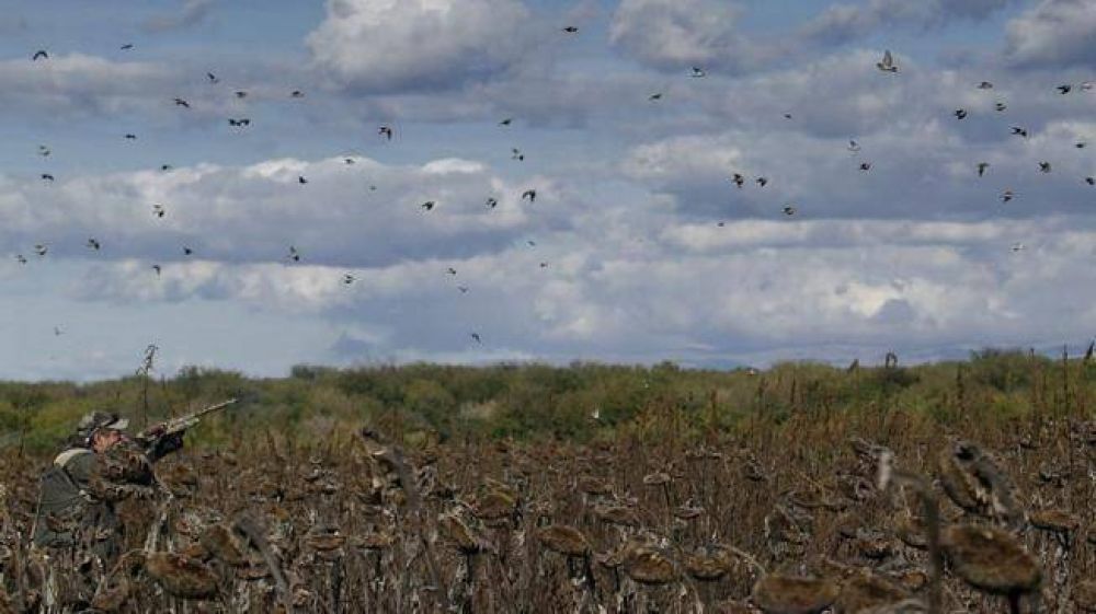 Miden el plomo en donde cazan palomas