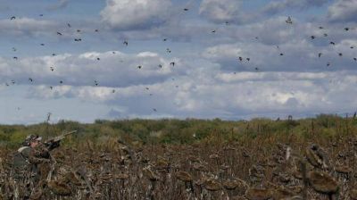 Miden el plomo en donde cazan palomas