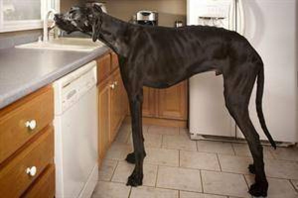 Un gran dans es el perro ms alto del mundo