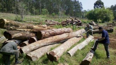  Encontraron m�s de 600 rollos de madera ilegales en distintos aserraderos