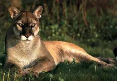 Destacan iniciativas para proteger al puma en R�o Negro