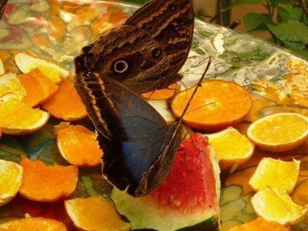 Iguaz�: Con la naturaleza como protagonista, el Biocentro se exhibe en todo su esplendor
