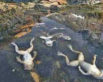 Temor de contaminaci�n por la aparici�n de sapos muertos