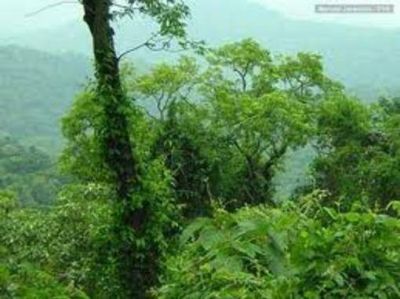 Buscan incluir la figura penal en el apeo ilegal de bosque nativo