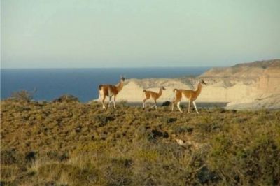 Reclaman derogar la resoluci�n que pide declarar especie perjudicial al guanaco