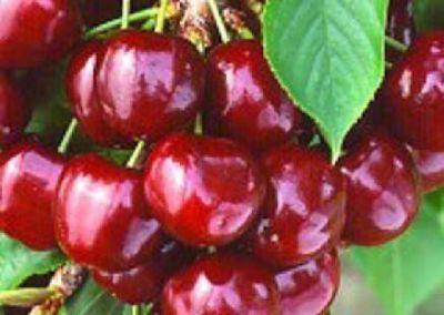 La cereza mendocina enfrenta una dura encrucijada comercial