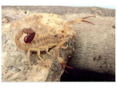 Con los d�as de calor, inicia la temporada alta de alacranes