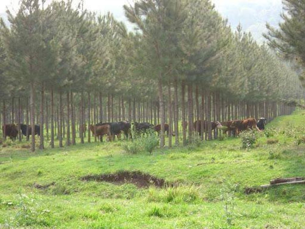 Exitosa jornada sobre ganader�a y forestaci�n en Alem